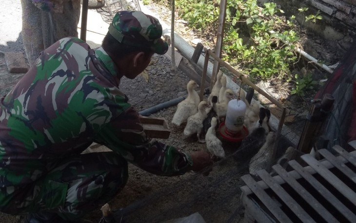 Satgas Yang Ahli Ternak Itik Bagikan Ilmu di Desa Sasaran TMMD
