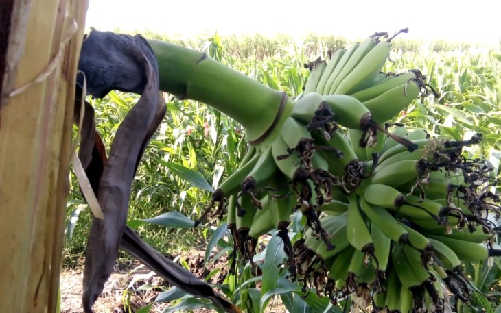 Fenomena buah pisang tumbuh di batang pohon
