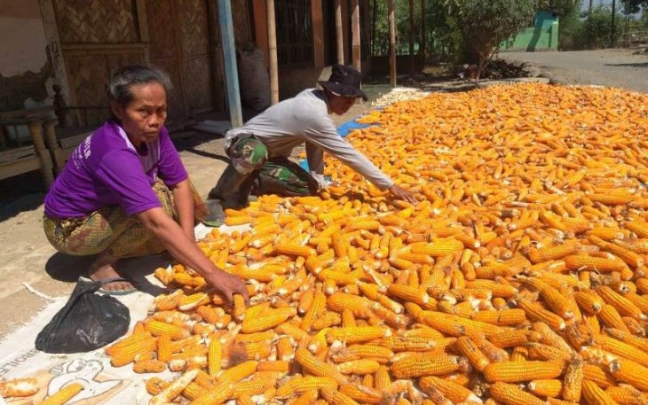 Darsih Petani Desa Jatimulya yang Mendapat Pendampingan Satgas TMMD Tegal
