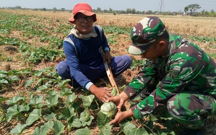 Ajarkan Budidaya Blewah Kepada Warga Sasaran TMMD