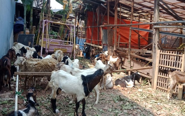 Hewan Kurban Kambing Yang siap di perdagangkan