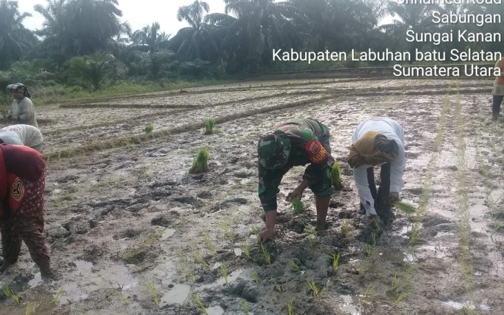 Babinsa Terus Dampingi Para Petani