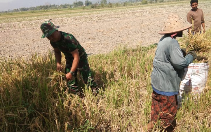 Berharap Swasembada Pangan Terjaga Babinsa Wedi Bantu Panen Padi