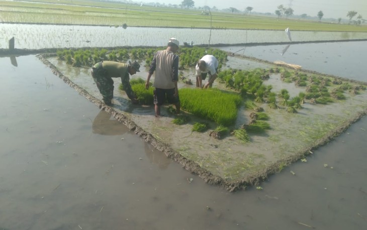 Babinsa Koramil Wonosari Terjun ke Sawah