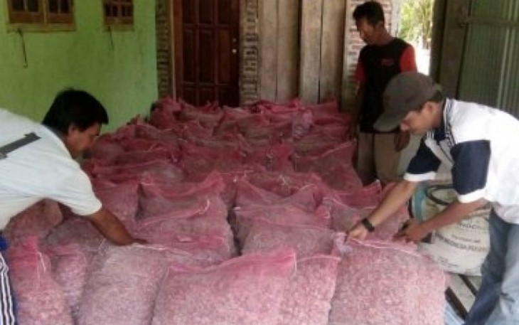 Bantuan Benih Bawang Merah 