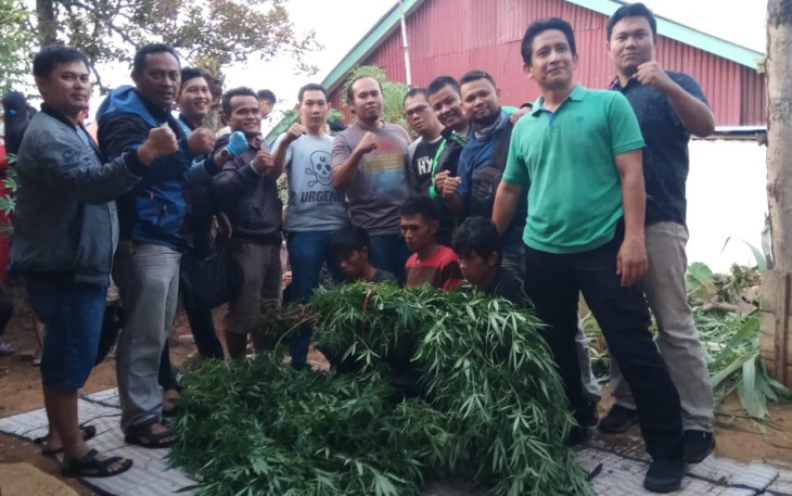 55 batang ganja saat diamankan 
