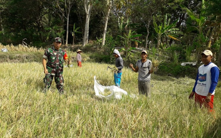 Upaya Khusus Babinsa Dampingi Petani Panen Padi  