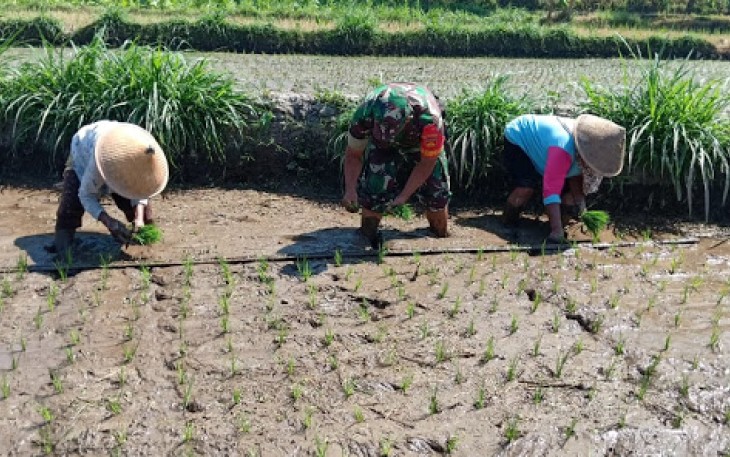 Babinsa Manisrenggo Bahu Membahu Dengan Petani Saat Tanam Padi  
