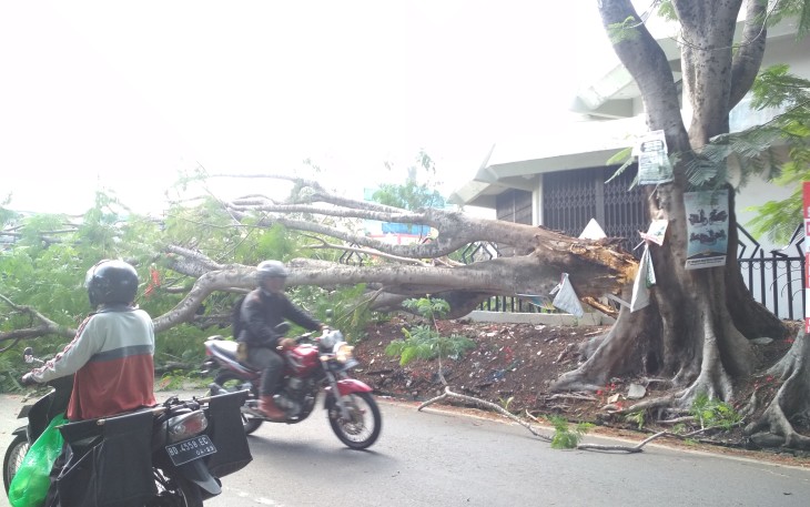 Kondisi Pohon Tumbang 