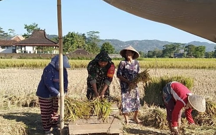 Babinsa Panen Padi Bersama Petani