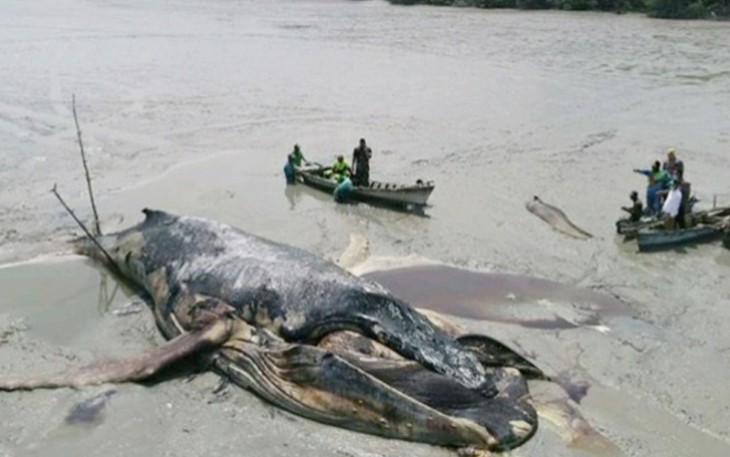 Paus Raksasa ditemukan Membusuk di Pantai Bakau Silau Laut