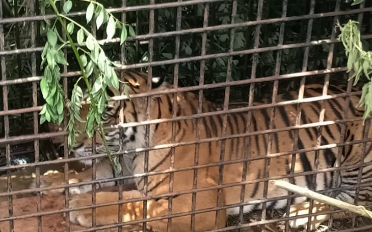 Harimau yang diduga pemangsa manusia di Muara Enim saat masuk perangkap