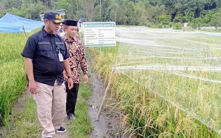 Plt Camat Simeulue Timur Ali Muhayatsah SH didampingi Kepala Desa Kota Batu Syafruddin saat meninjau lahan Sawah Indah.