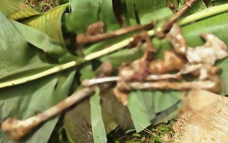 Kerangka Manusia Diduga Korban Longsor Salem Brebes Ditemukan
