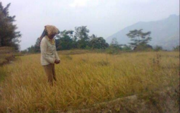 Petani ketika melihat tanaman padinya disaat musim kemarau di Samosir