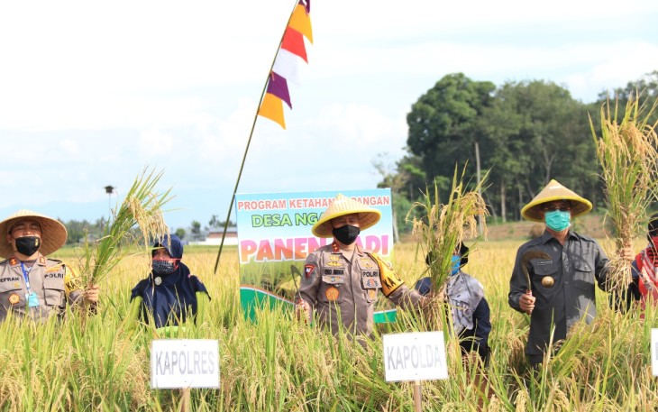 Kapolres dan Bupati Mura Panen Padi dan Buah Belimbing Bersama Kapolda Sumsel