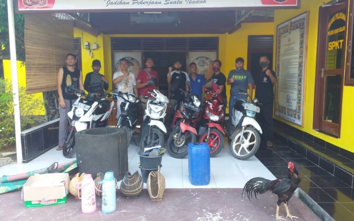 Polsek Kaur Selatan Polda Bengkulu Gerebek Judi Sabung Ayam di Areal Perkebunan Karet