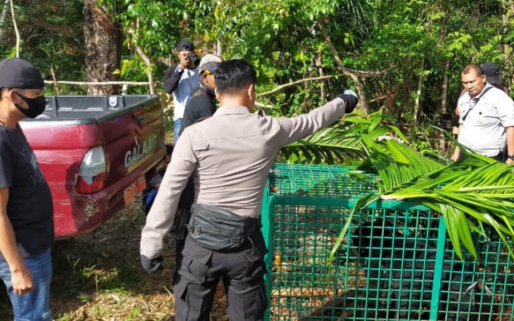 Anggota Polres Seluma Dampingi Tim BKSDA Bengkulu Amankan Beruang Madu Masuk Kerangkeng