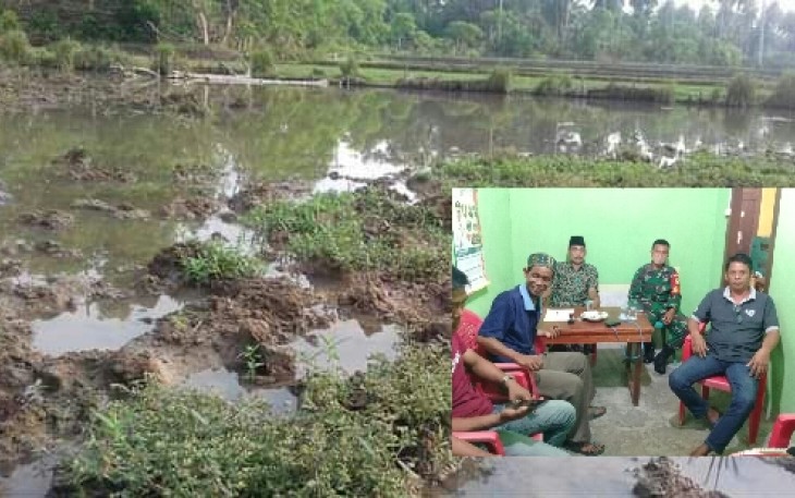 Kondisi sawah diduga tercemar air tambak