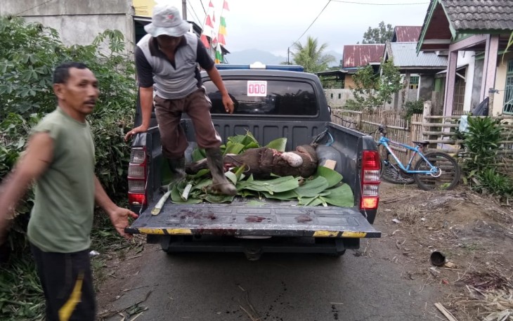 Babi Hutan Mengamuk Dipemukiman Ditembak Polisi