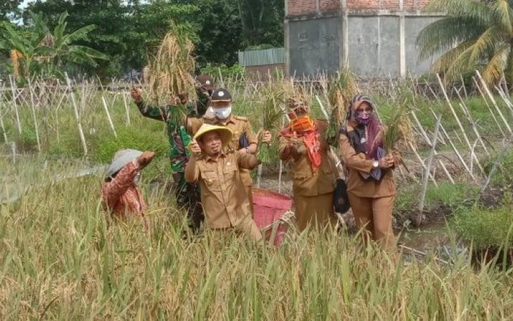  Plt Walikota Bengkulu Dedy Wahyudi Ikut Turun Kesawah 