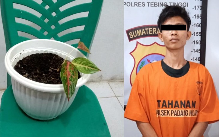 Pencuri Bunga di Tebing Tinggi Ditangkap Unit Reskrim Padang Hilir 