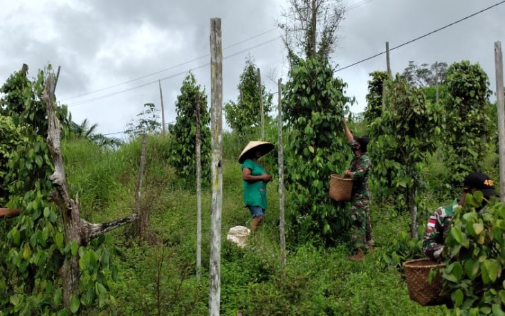 Satgas Pamtas Yonif 407/PK membantu memanen Lada milik warga Kampung Sei Beruang, Ds. Sei Tekam, Kec. Sekayam, Kab. Sanggau, Kalimantan Barat. Kamis (11/03/2021).