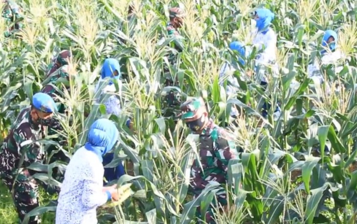 Danlanal Dabo Sigkep Letkol Laut (P) Didik Hermawan M Tr Opsla Ikut Panen Jagung