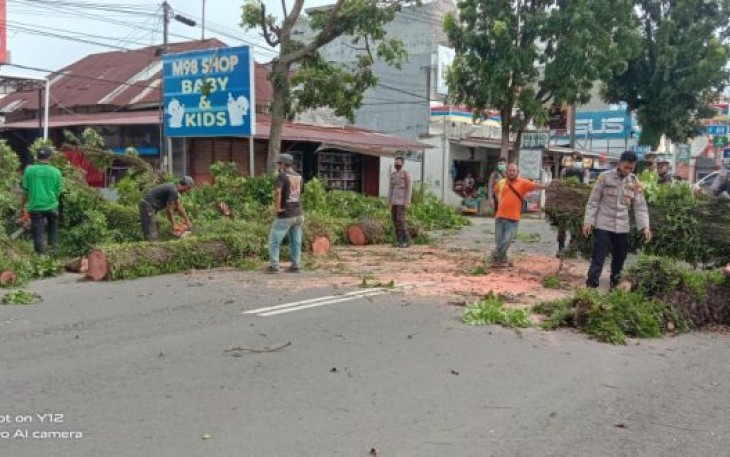 Proses Evakuasi Pohon Tumbang