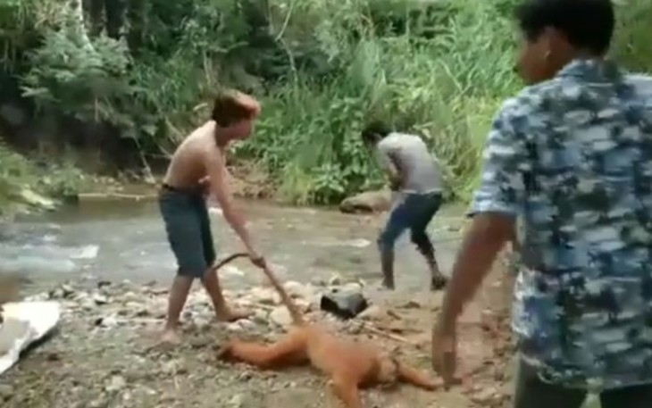 Polisi Tangkap Pelaku Penyiksaan Satwa Langka di Sumbar