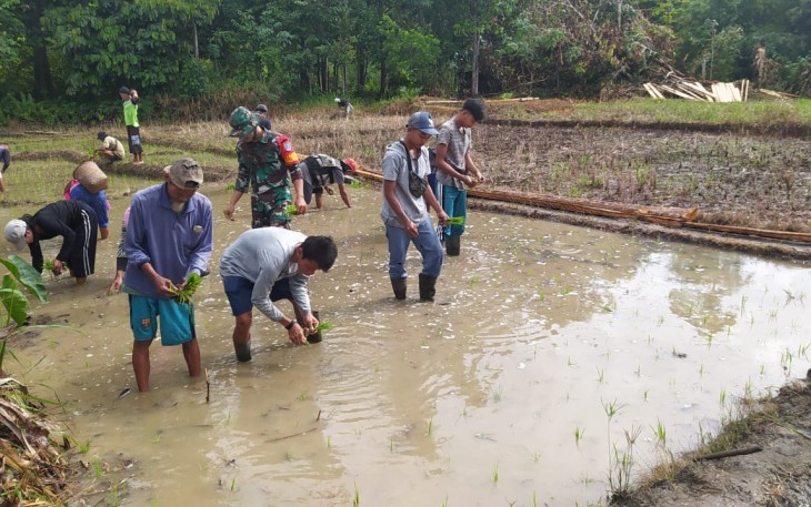 Terjun ke Sawah, Babinsa 1206-16/Seberuang Bantu Petani Tanam Padi 