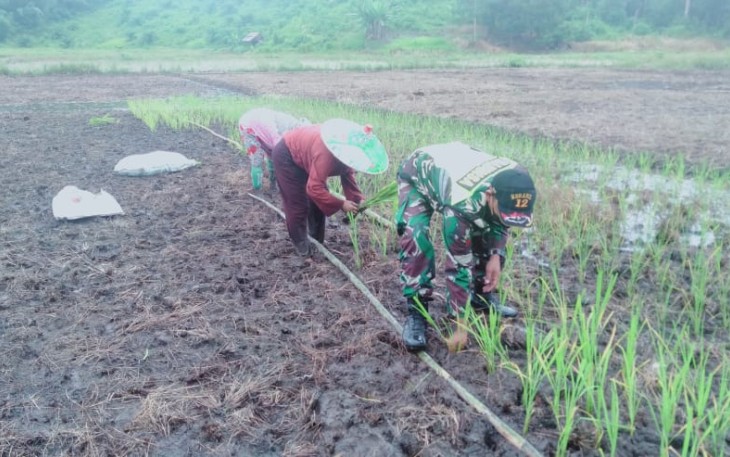 Bantu Warga, Babinsa Kodim 1201/Mempawah Turun ke Sawah Tanam Padi