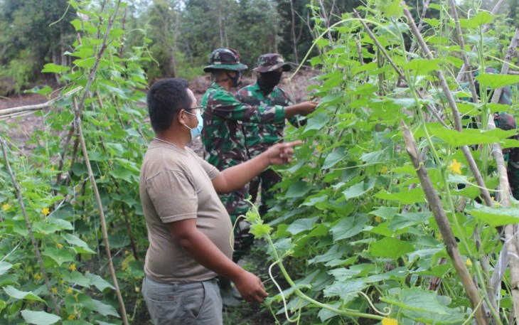 Anggota Satgas TMMD Bantu Warga Panen Timun