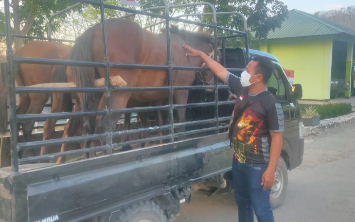 Hewan ternak yang gagal diselundupkan 