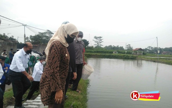 Bupati Rini Bersama Dirjen PB KKP dan Rombongan Saat Tinjau Kolam Ikan Koi Milik Petani Ikan Koi Desa Bendosari (foto : Faisal NR / Klikwarta.com)