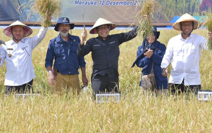 Menteri Desa, Pembangunan Daerah Tertinggal, dan Transmigrasi, Abdul Halim Iskandar didampingi Wakil Bupati Merauke Riduwan melakukan panen raya Kampung Telagasari Distrik Kurik di Kabupaten Merauke, Papua Selatan. Senin (12/12/2022)