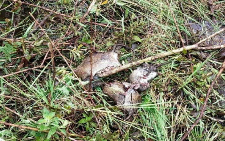 Petani Jorong Pulai Nagari Magek melakukan gotong-royong bersama basmi hama Tikus yang sudah meresahkan dan membuat sejumlah petani gagal panen.