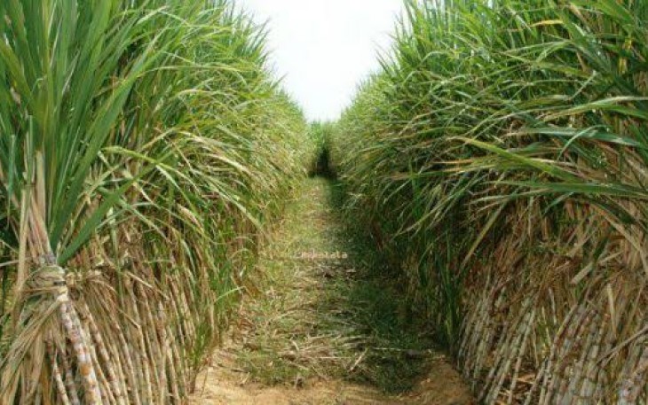 Kebun Tebu