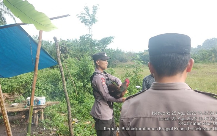 Saat penggerebekan Lokasi Sabung Ayam