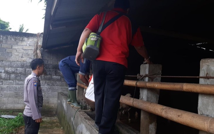 Bhabinkamtibmas Curup Kota saat Lakukan Pendampingan Vaksinasi Hewan Ternak