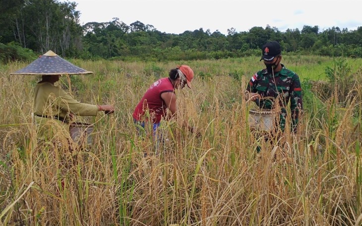 Program ketahanan pangan 