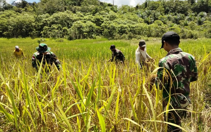 Jaga Ketahanan Pangan, Satgas Yonif 144/JY Panen Padi Darat
