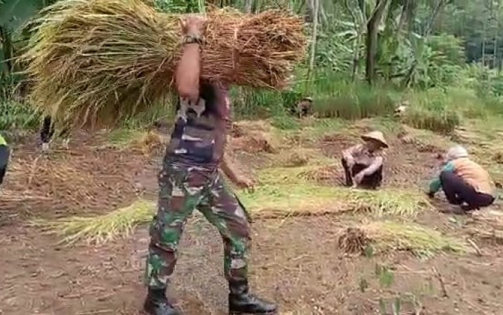 Babinsa Koramil 0801/11 Donorojo Bantu Warga Binaan Panen Padi.