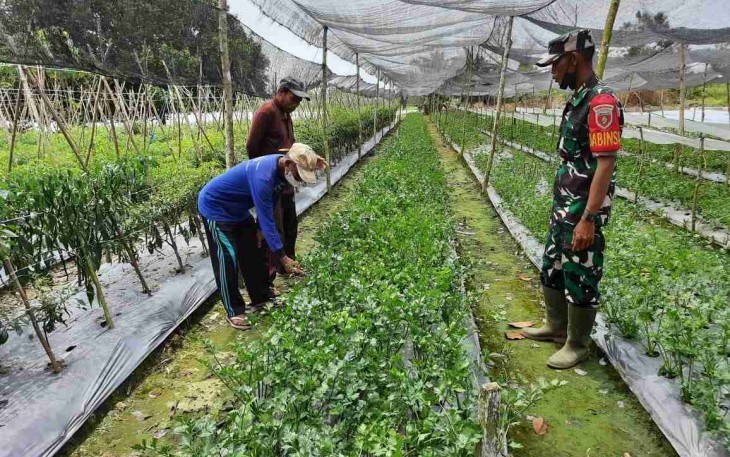 Sambangi Petani Seledri, Kopka Gampang Sampaikan Ini...!