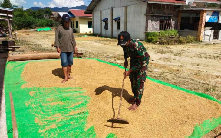 Satgas Yonif 144/JY Bantu Warga Menjemur Padi Darat