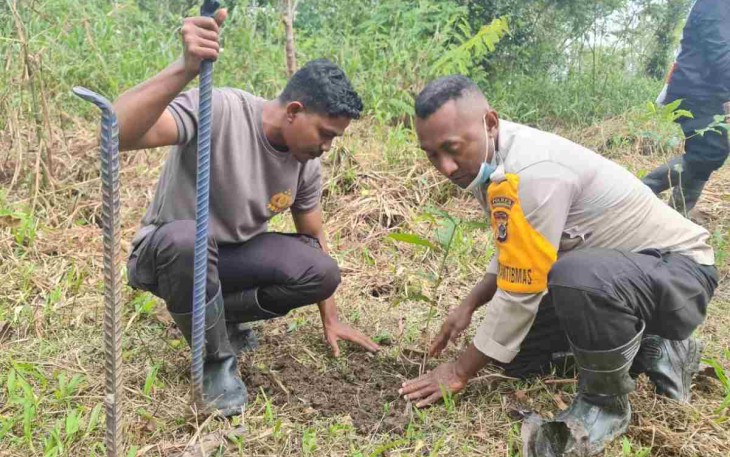 Menanam Bibit Kopi di Distrik Serambakon