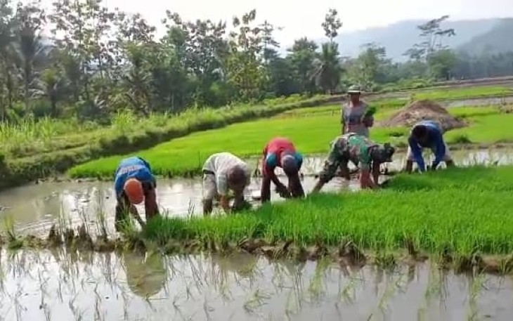 Babinsa terjun langsung dampingi petani tanam padi. Rabu (11/05/2022)