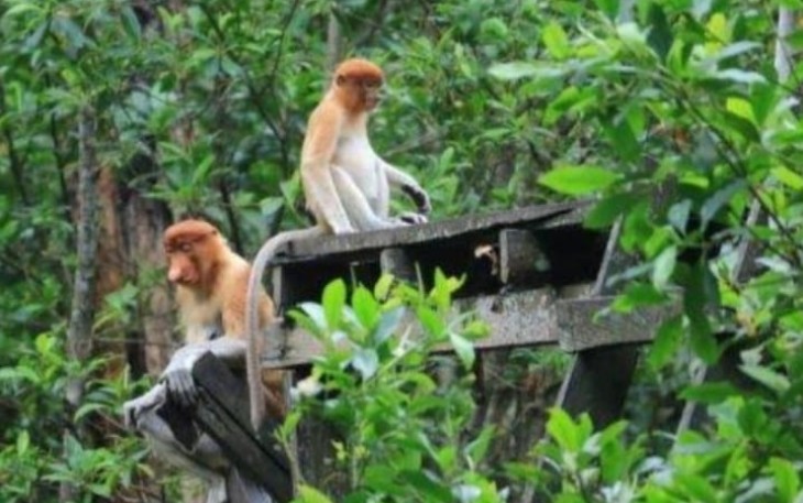 Lahan konservasi perairan di Bintan