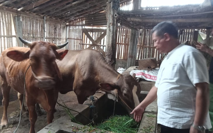 Ketua Kelompok Ternak Sapi Ngudi Makmur, Mulyadi, sedang memantau sapi ternaknya di dalam kandang, Sabtu (21/5/2022).