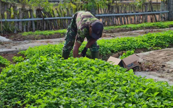 Panen bayam kebun barokah lanud Maimun Saleh